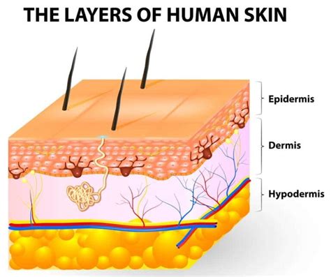 Transdermal Patches Characteristics And Uses Step To Health