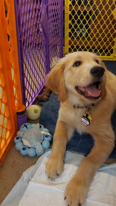 Meet Gordon The 10 Week Old Golden Retriever Puppy Rpuppysmiles