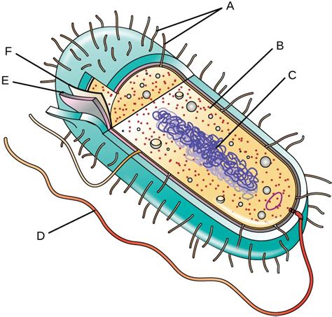 Unique Characteristics Of Prokaryotic Cells Microbiology