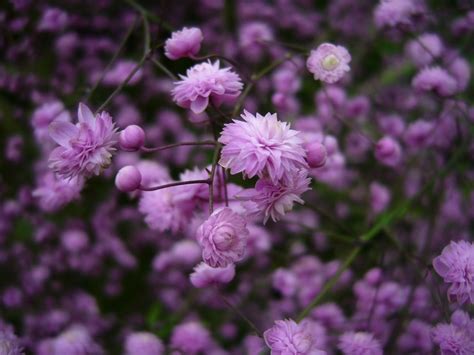 pink babys breath | Beautiful flowers, Babys breath, Gypsophila