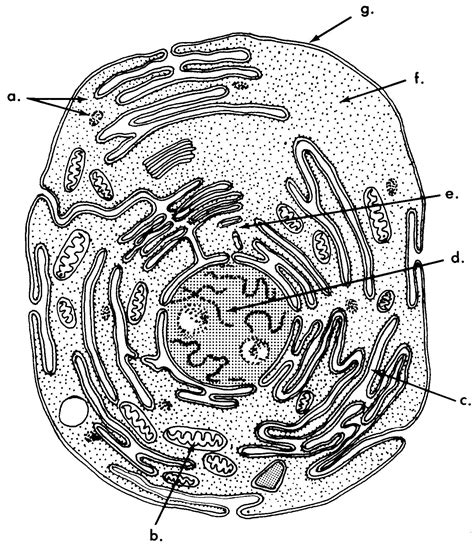 Animal Cell Diagram Black Structure Functions And Diagram