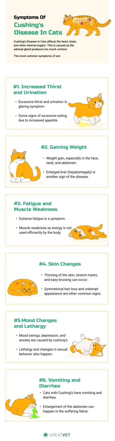 Cushings Disease In Cats A Comprehensive Guide For Pet Owners Greatvet