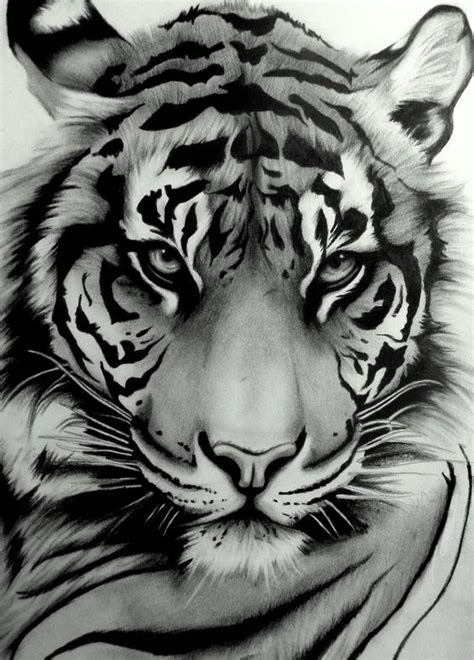 Tegninger Av Tigere