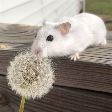 Meet Quartz The White Djungarian Dwarf Hamster Instagram Quartzthehamster Funny Hamsters
