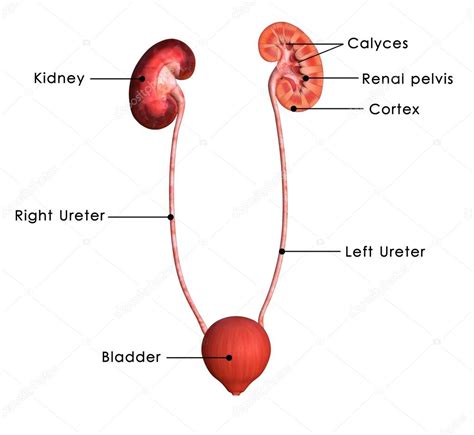 Kidneys Stock Photo By ©sciencepics 59466721