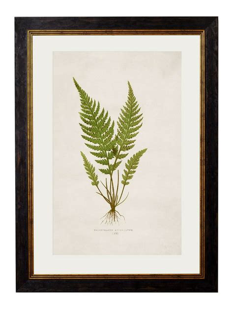 Premium Botanical Botany British Fern Trich Antique Interior Framed Print Art Ivestyle