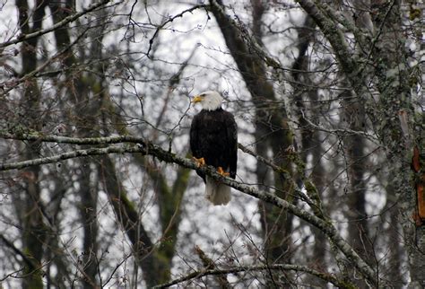 Best Time To See Skagit Valley Bald Eagles