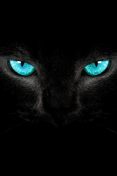 Chat Noir Aux Yeux Turquoises Crazy Cat Lady Crazy Cats Beautiful
