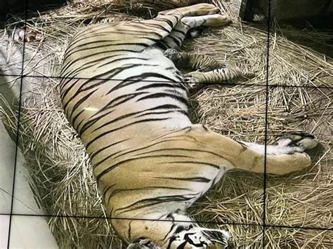 Pib India On Twitter After January Royal Bengal Tigress Has