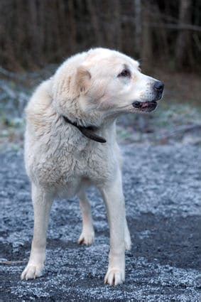 anatolian shepherd dog temperament owners beware read