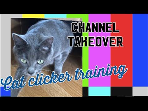 Any advice for starting clicker training a cat? Clicker training cats! - YouTube