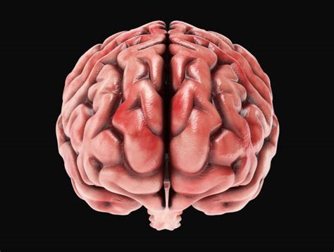 Brain Front View Stock Photos Pictures And Royalty Free Images Istock