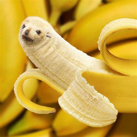 This Instagram Account Cleverly Photoshops Animals Into Everyday Things