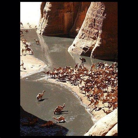 Pantheon expansion ( packaging may vary ): Camels gathering at the local watering hole somewhere in ...