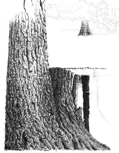 How To Draw Bark In Pen And Ink By Vincent Realistic Drawings Love