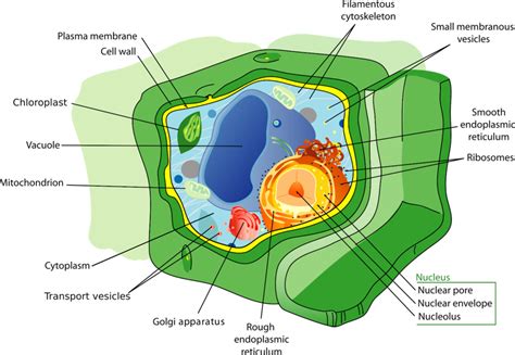 Maybe you would like to learn more about one of these? The Cell — The Biology Primer
