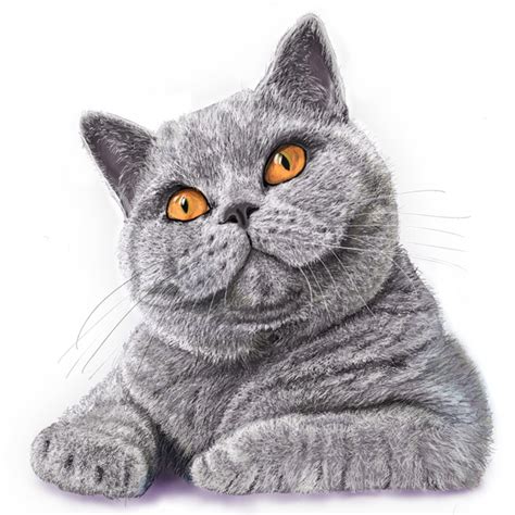 British Shorthair Art Print By Juliaukdigital X Small In 2021 Cat Art Cat Logo Design Cat