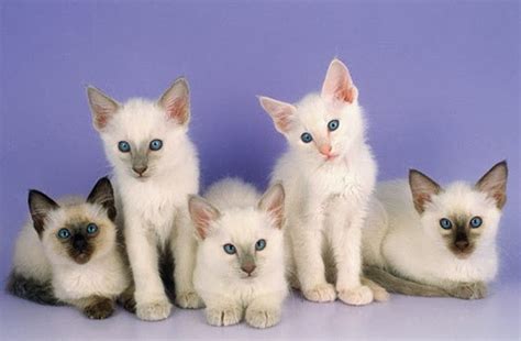 Balinese Cats Hq Wallpapers