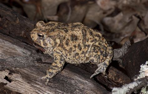 Houston Toad Toad Sick Animals