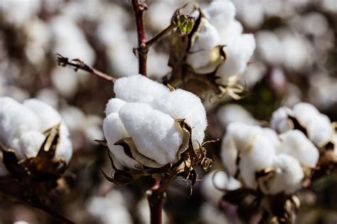 BASF Adds New FiberMax, Stoneville Varieties for 2021 - Cotton Grower