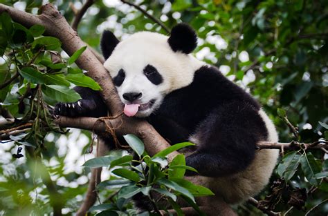 Panda With Tongue Out Mother Jones