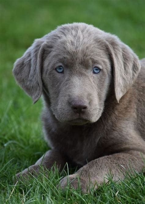 Best Photographs Labrador Retriever Blue Eyes Concepts Performed You