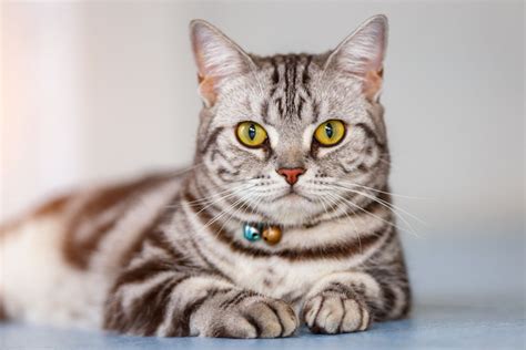 American Shorthair—full Profile History And Care