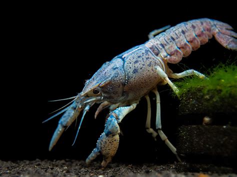 Electric Blue Crayfish Procambarus Alleni Tank Bred