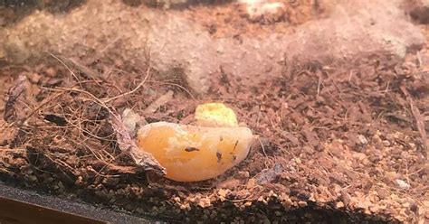 Non Fertile Bearded Dragon Eggs Album On Imgur