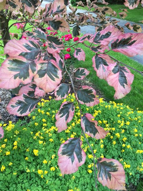 My only problem was that the tree attracted dwarfs tricolor beech tri color beech picture. Leaves of tri-color beech | Tri color, Color, Plants