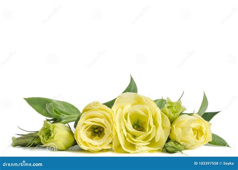 Bouquet Of Green Roses On White Background Stock Photo Image Of