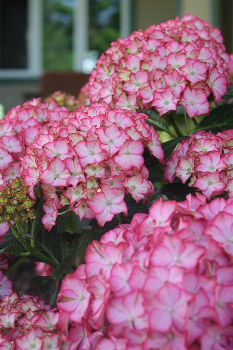 Seaside Serenade Fire Island Hydrangea Plant Library