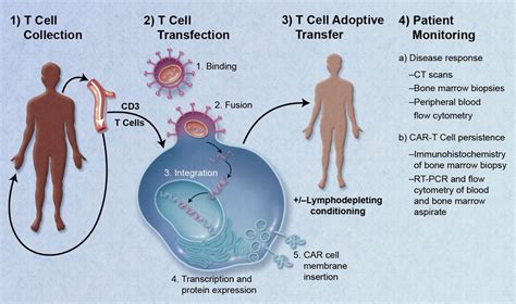 What Is Car T Cell Therapy A New Way To Treat Cancer Bioinformant