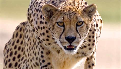 Pixabay users get 20% off at istock with code pixabay20. Cheetah Photo, Cute Cheetah, 710x408, #7568