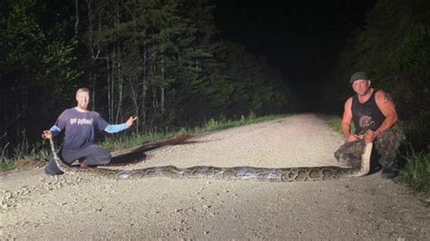 Record 18 Foot Python Captured In Florida Everglades Youtube