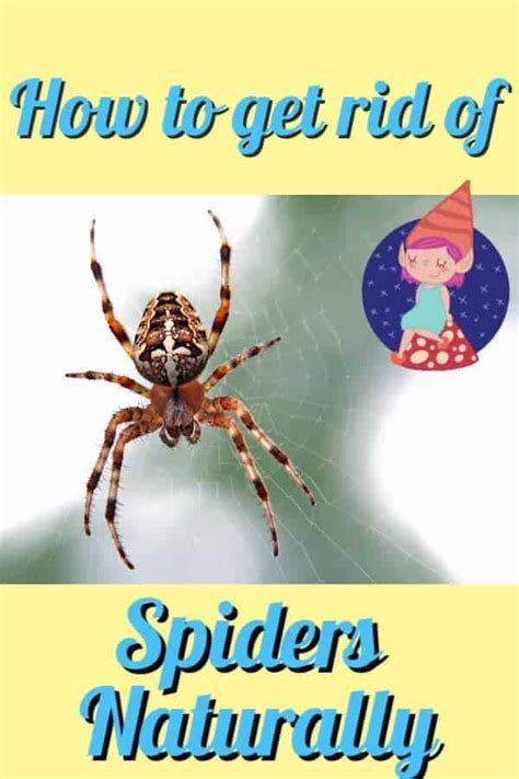 How To Get Rid Of Spiders Naturally Get Rid Of Spiders Spiders