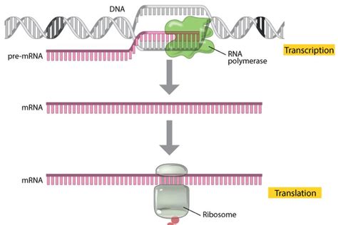 Sintesis Protein Proses Transkripsi Dan Translasi