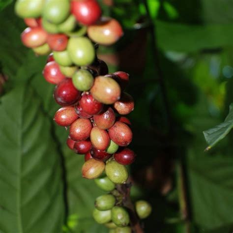 Coffea Arabica Divine Plants Online Shop