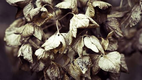 Wil je in de winter toch wat doen aan je hortensia omdat je bang bent dat deze te groot wordt? Mag je verdorde hortensia's nu al snoeien? - KleineTuinen.nl