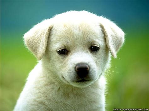 White Puppy Cute Animals Funny Animals Cute Dogs
