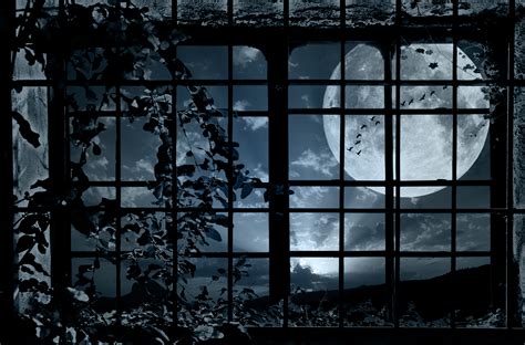 Night Window Grille Plant Bindweed Moon Flock Birds Mood Bokeh