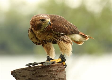 Die Greifvögel Und Eulen Der Falknerei Pierre Schmidt