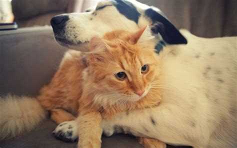 Animals Dogs Cats Whiskers Fur Embrace Love Friend Paws Face