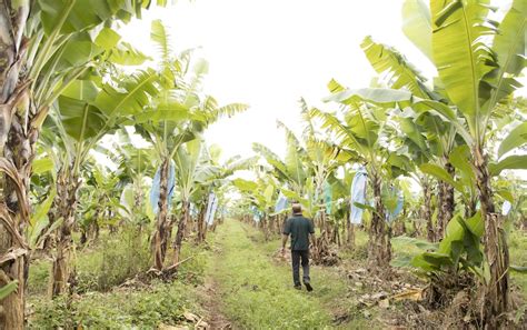 Ecoganic Red Tip Bananas Paving The Way For Sustainable Farming Pip