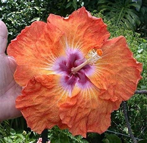 100 Seeds Fresh Rare Tropical Hibiscus Rosa Sinensis