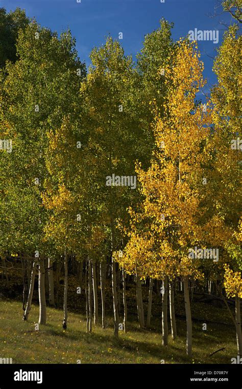 Usa Utah Dixie National Forest Aspen Trees Populus Tremuloides In