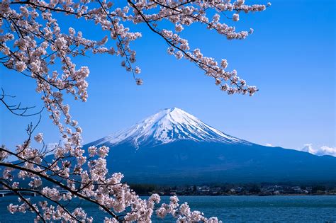 Sakura And Fuji On Behance