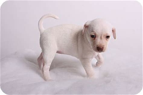 Snow | Adopted Puppy | Indianapolis, IN | Miniature ...