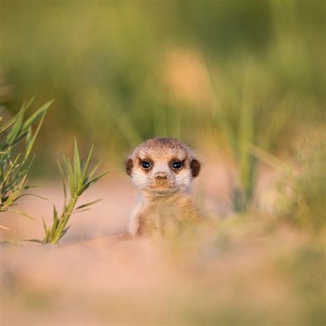 A Baby Meerkat Peeks Out From The Burrow Makgadikgadi Pans Botswana