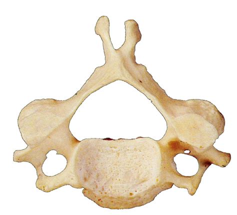 Cervical Vertebrae Anatomy Unlabeled